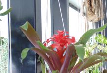 Decoração: Você já ouviu falar em kokedama? A mais nova sensação de arranjo sem vaso conquista adeptos pela simplicidade, beleza e facilidade na manutenção